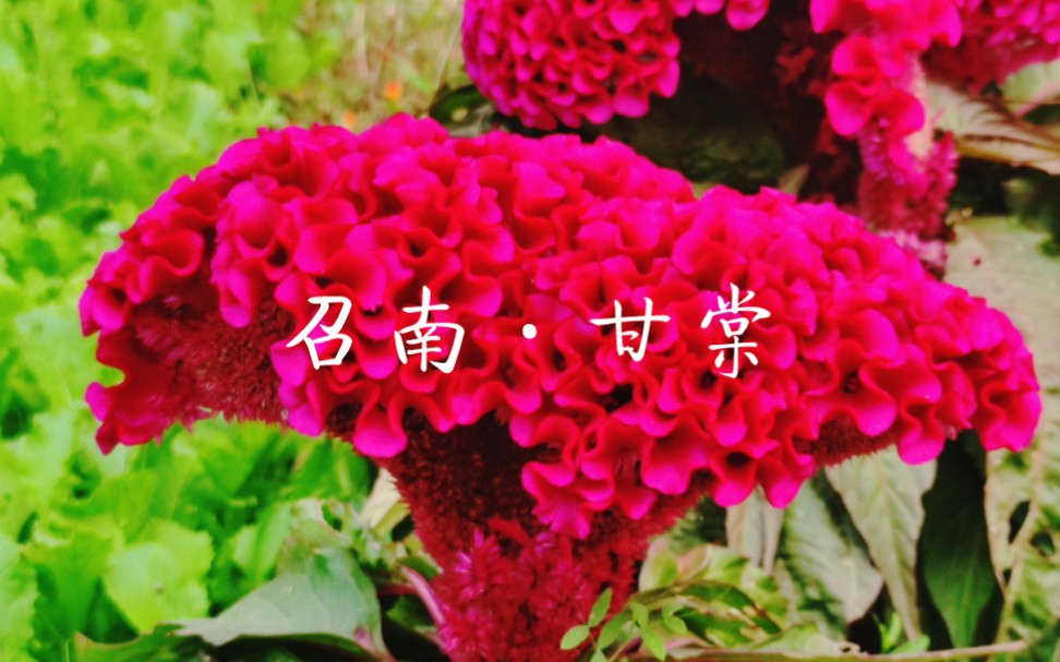 [图]《詩經》召南·甘棠16蔽芾甘棠，勿翦勿伐，召伯所茇。蔽芾甘棠，勿翦勿敗，邵伯所憩。蔽芾甘棠，勿翦勿拜，召伯所說。9月5日地震后等个藍天白雲去白石山，等來天天核酸