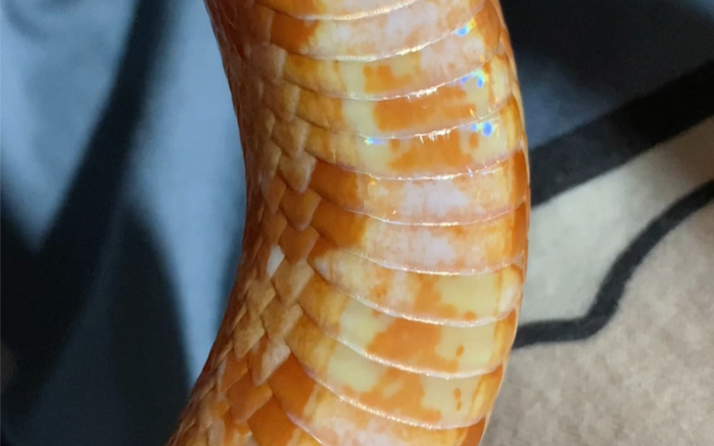 从小到大的肚皮变化居然这么大,震惊,判若两蛇