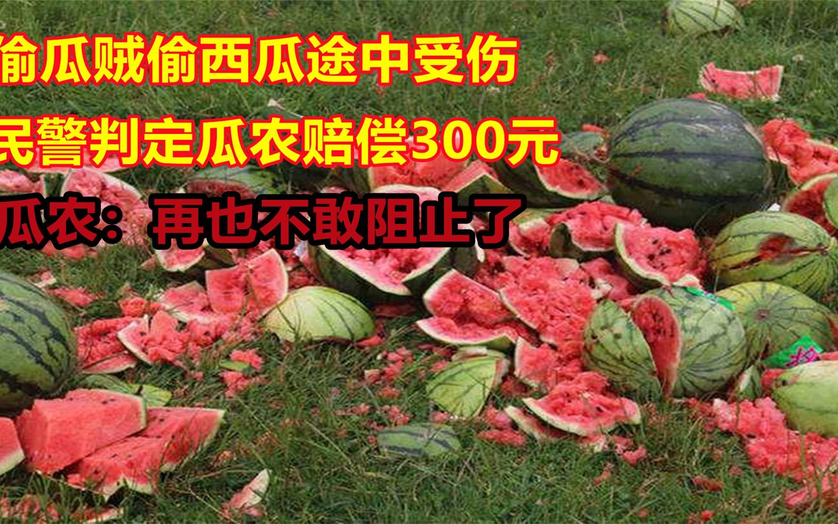 偷瓜贼偷西瓜途中受伤,民警判瓜农赔偿小偷300元,瓜农:偷吧