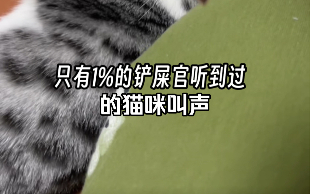 只有1%的人听过的猫咪叫声