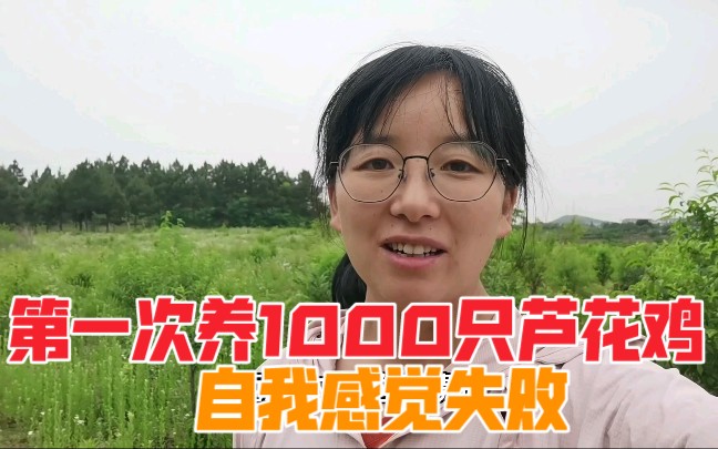 第一次养1000只芦花鸡.自我感觉有些失败哔哩哔哩bilibili