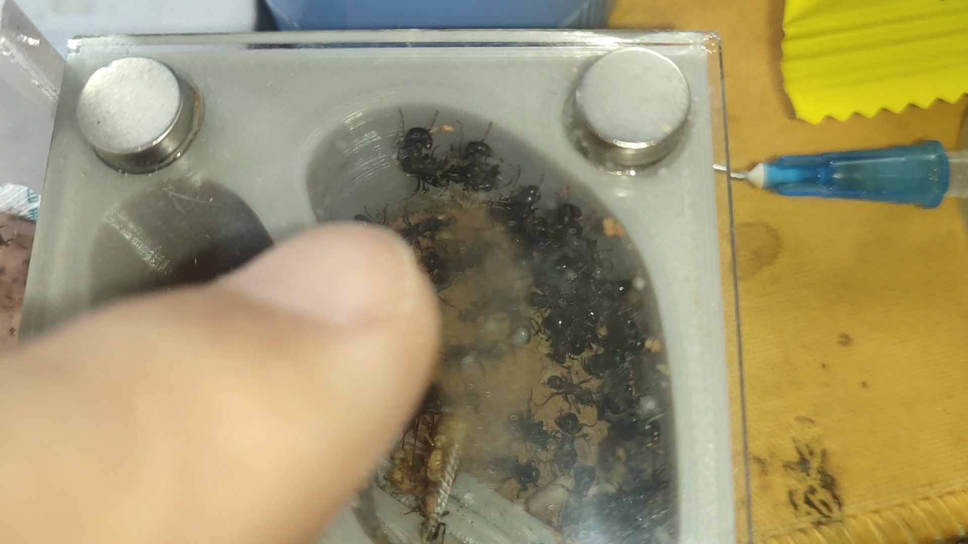 双色曲颊猛蚁,迷之群架.目前没有见卵.