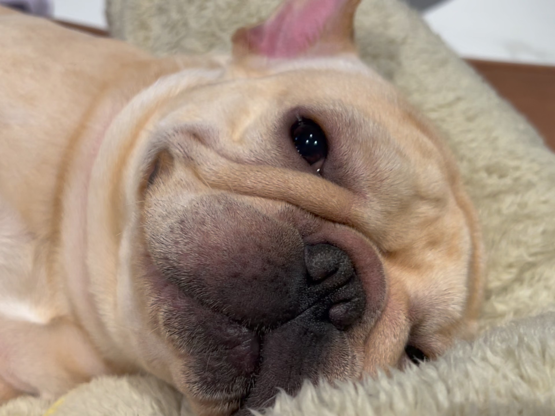 原来小狗也会哭,法斗哭泣品鉴