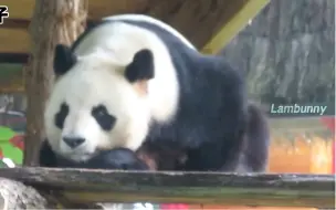 下载视频: 园子在小凉亭赏雨（旅法大熊猫）