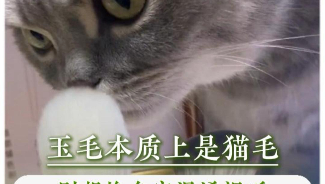 别让美丽成了杀害它们的帮凶#猫咪#玉毛化妆刷#真相#万万没想到#爱护小动物