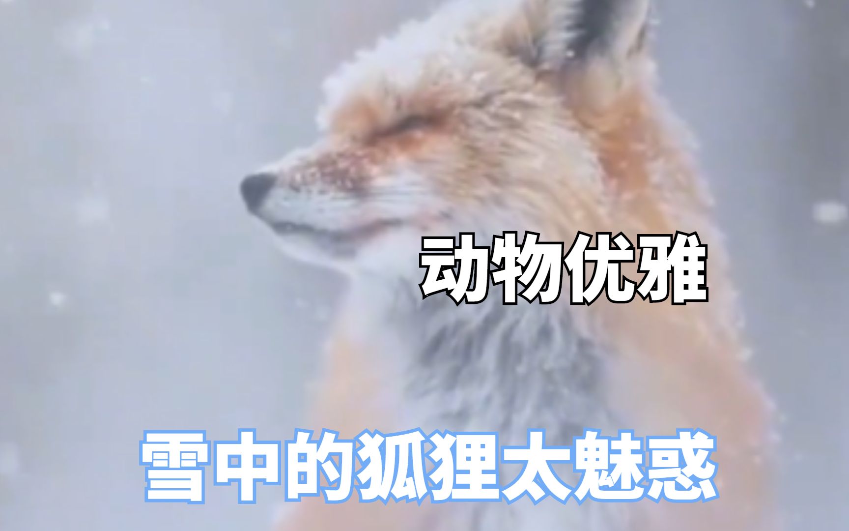 [图]被动物的优雅折服，雪中的狐狸太魅惑