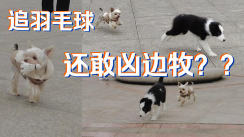 约克夏云吞 这真的是一个小型犬该有的体力吗 哔哩哔哩 Bilibili