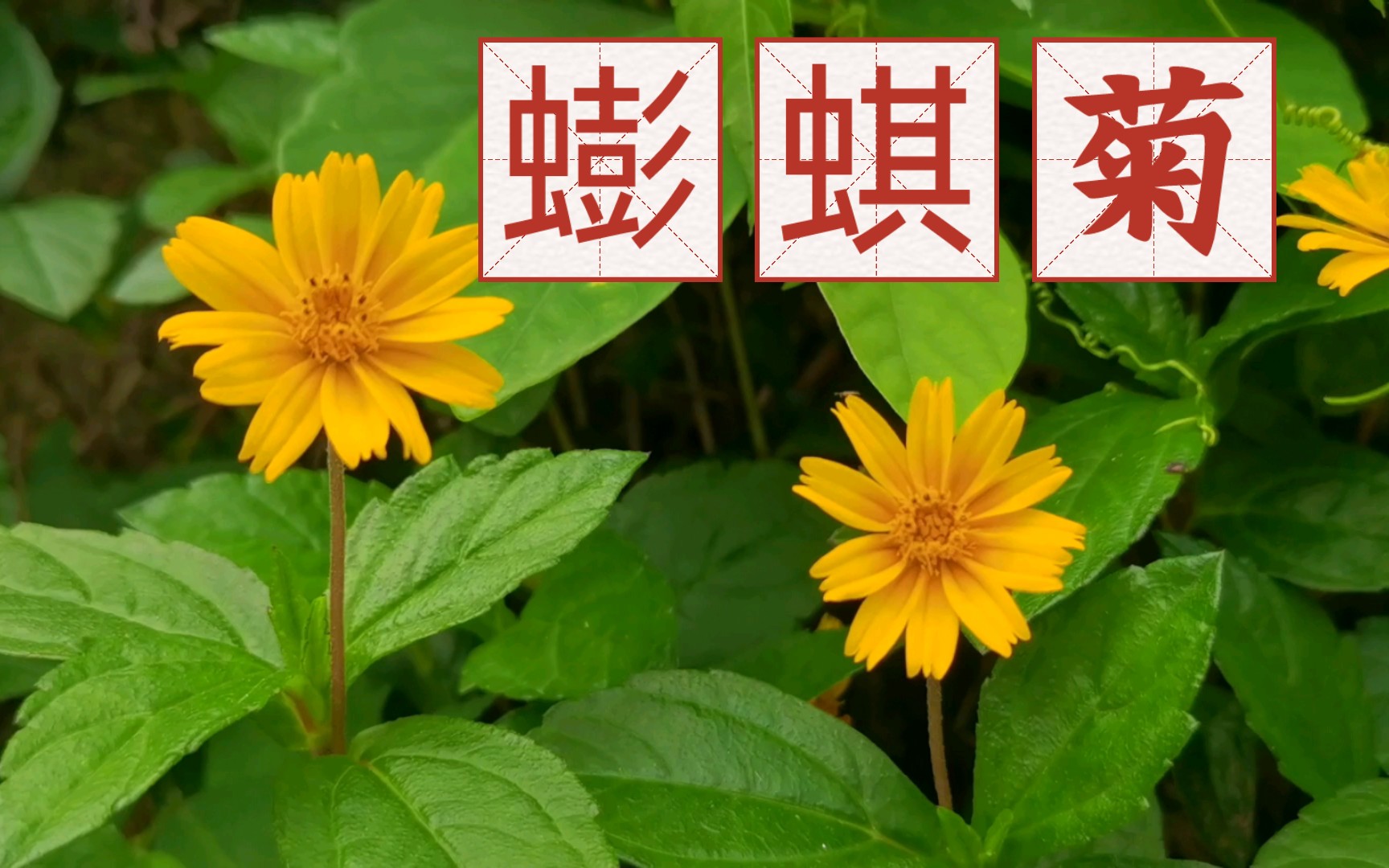 【草木知030】南美蟛蜞菊