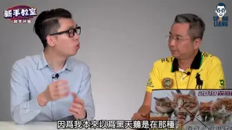 Download Video: 外汇“黑天鹅”，各家券商神仙打架，全盘皆输