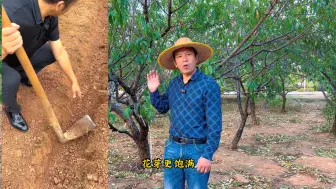 还在纠结要不要秋施基肥？哪怕你不施肥也可以！但人哄地皮，地哄肚皮！#施肥 #秋施基肥 #有机肥