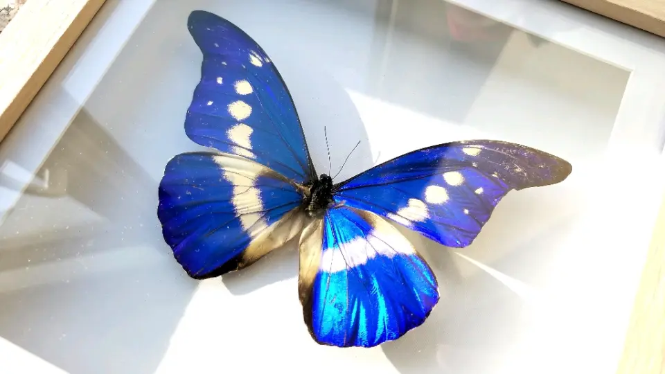 标本】世界上最美丽的蝴蝶之一，大蓝闪蝶标本制作，这个蝴蝶可真大呀_ 