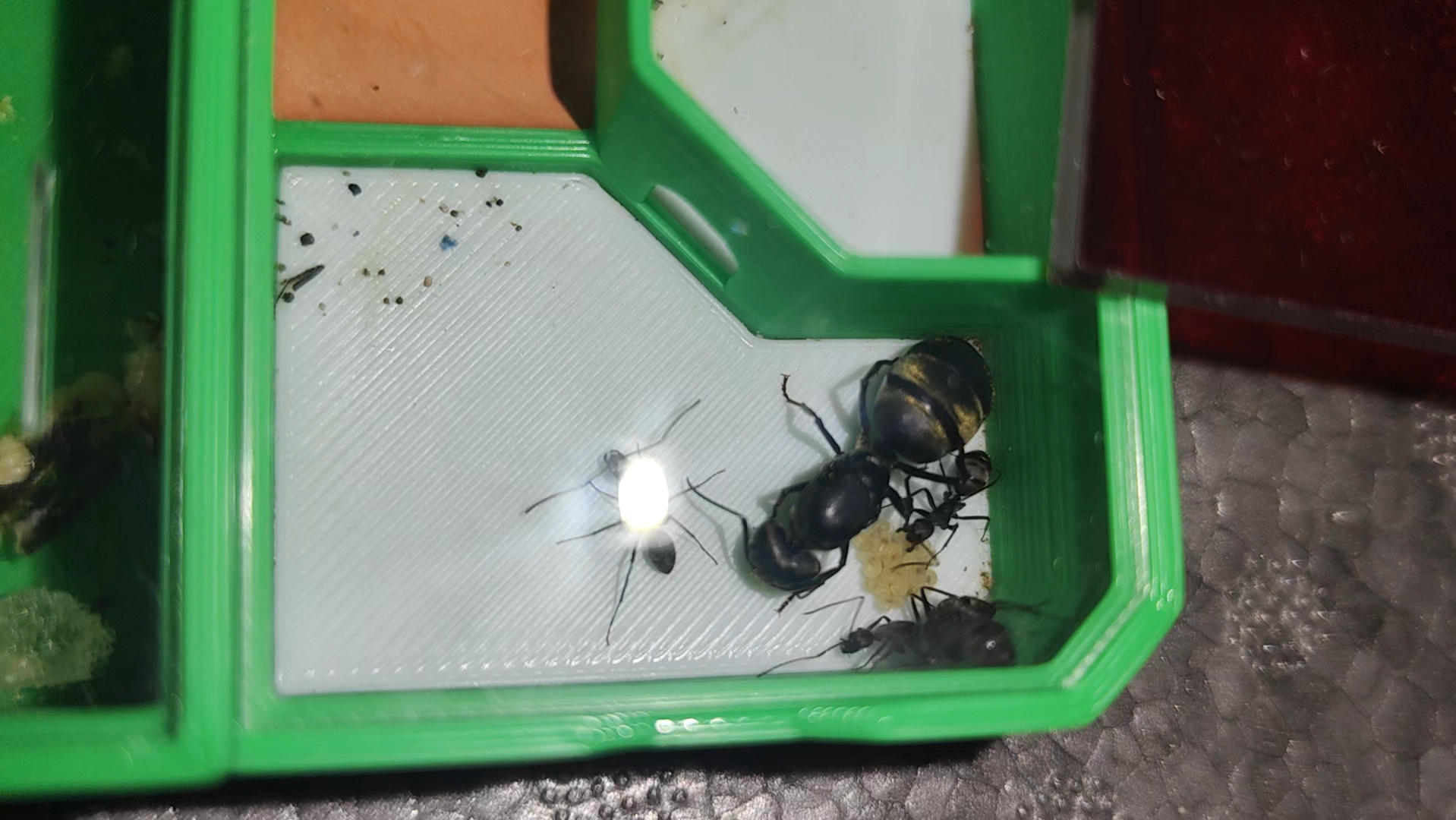 拟哀弓背蚁发育太慢了