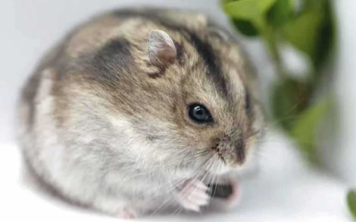 胖鼠仔日常分享