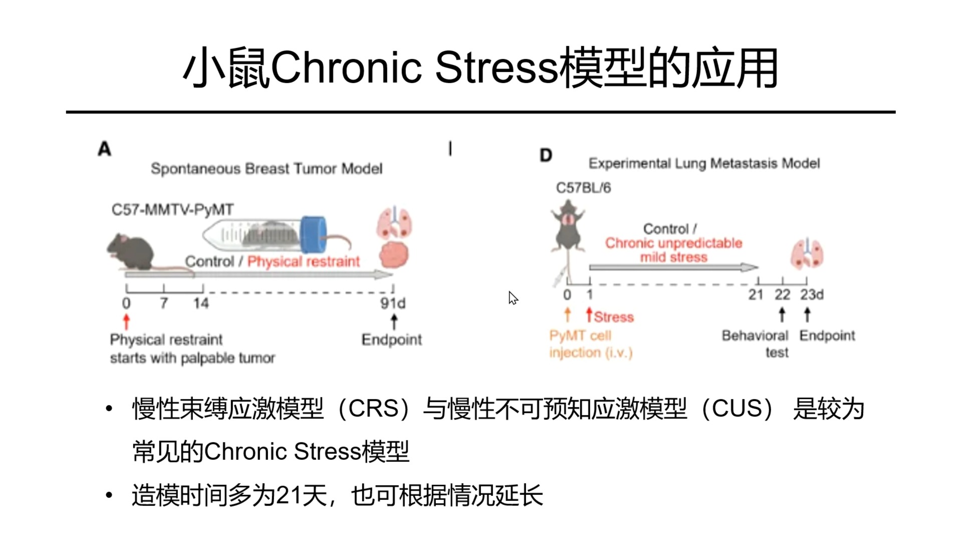 小鼠乳腺的位置及状态图片