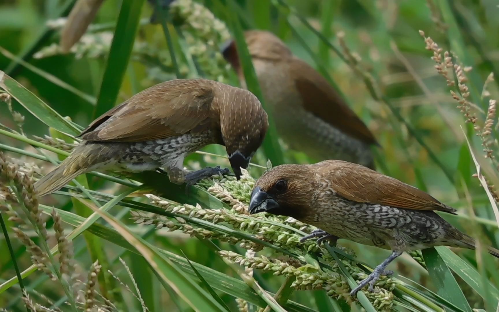 斑文鸟在吃草籽