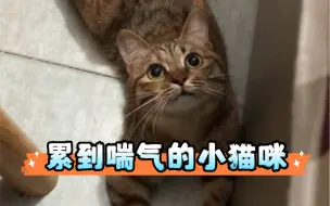 Download Video: 大古和他的猫｜你见过累到喘气的小猫咪吗？原谅我不厚道的笑了