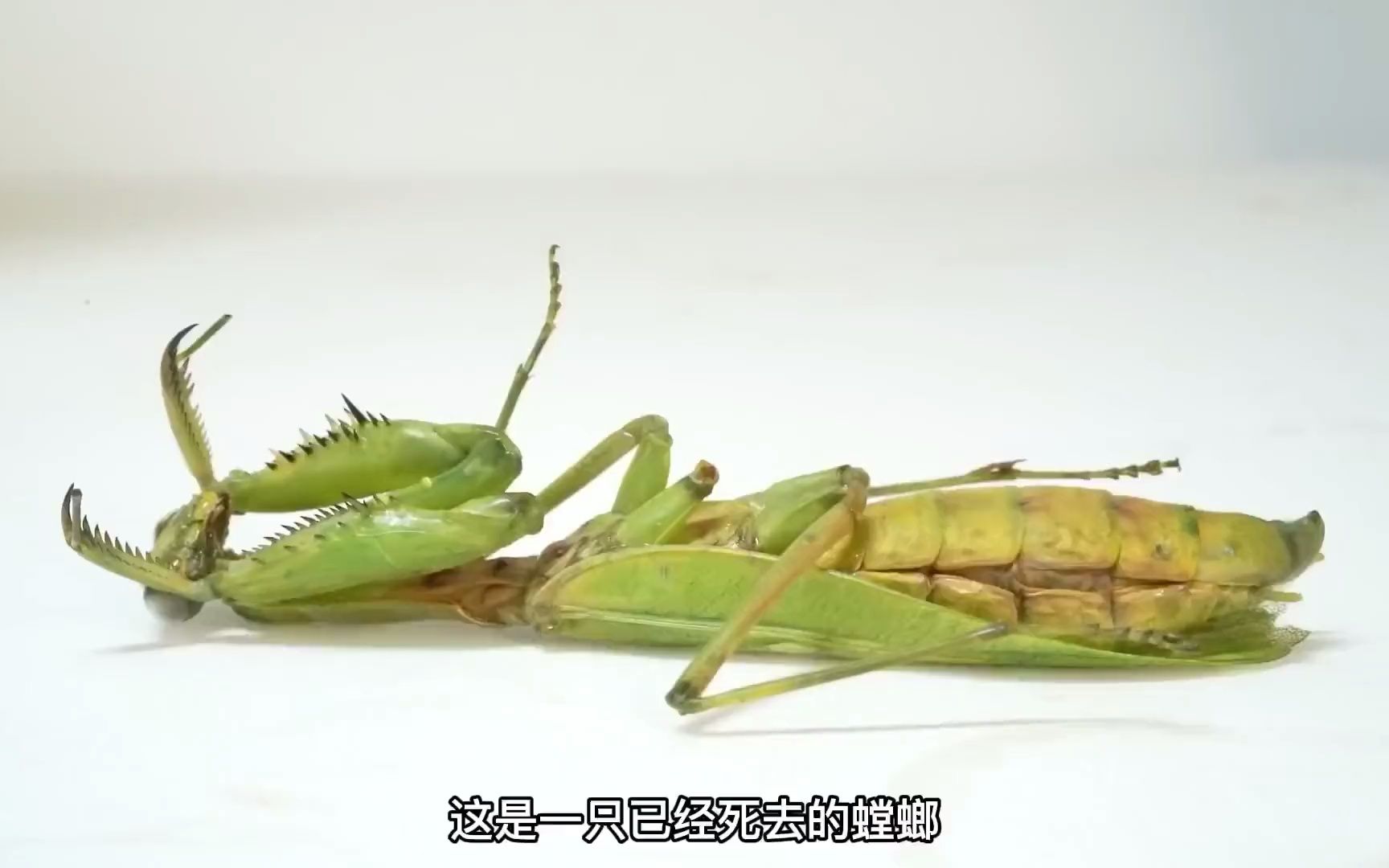 趣味昆虫实验,螳螂会吃自己的同类吗?同类肚子里面的铁线虫它会吃吗
