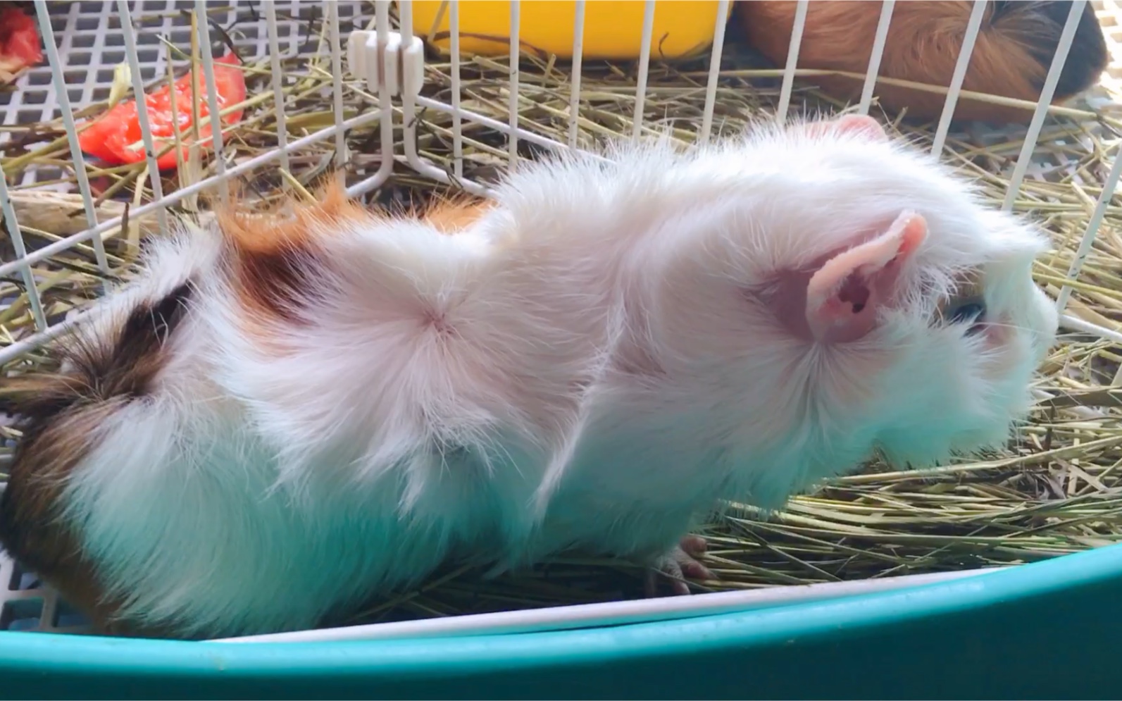 苏格兰圆脸胖鼠_哔哩哔哩 (゜-゜)つロ 干杯~-bilibili