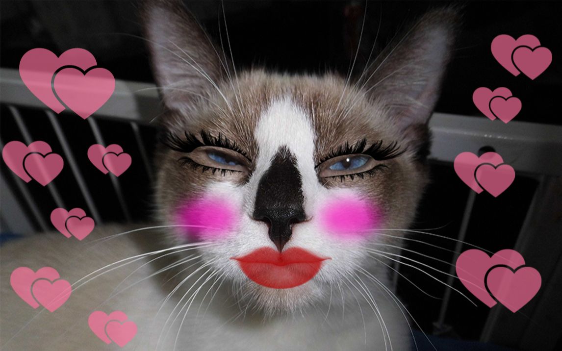 【浣熊猫】浣熊对铲屎官的化妆箱很好奇,小花痴!