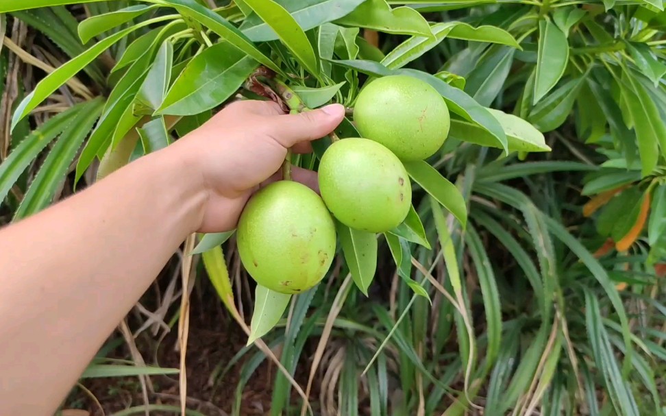 小伙在鱼塘边发现"野芒果",但这并不是真正的芒果,它有剧毒!