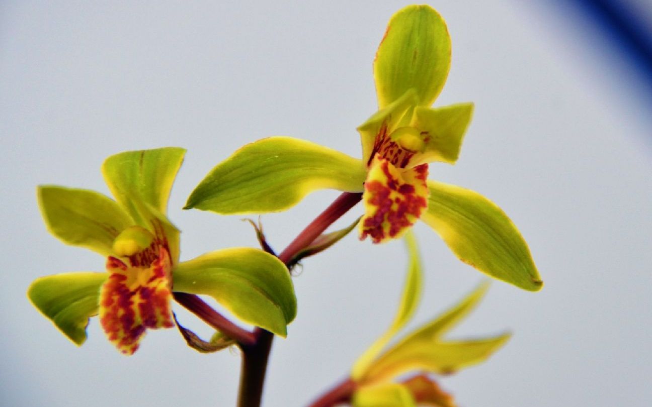 都说兰花圈里水很深,最不缺的就是骗子和专家,是这样吗?