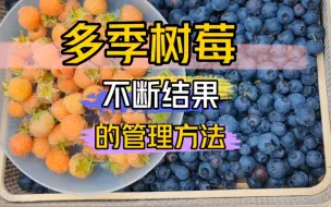 Download Video: 盆栽树莓掌握这些管理方法，可以不断的结果，一直结到冬天落霜为止