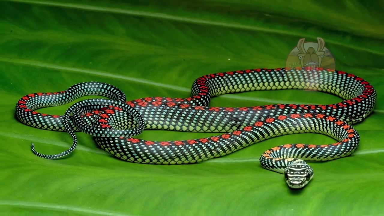 全球最漂亮的十种蛇图片