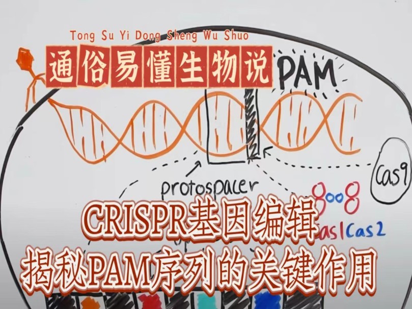 【通俗易懂生物说】CRISPR基因编辑:揭秘PAM序列的关键作用 | What is the PAM?  A CRISPR Whiteboard Lesson哔哩哔哩bilibili