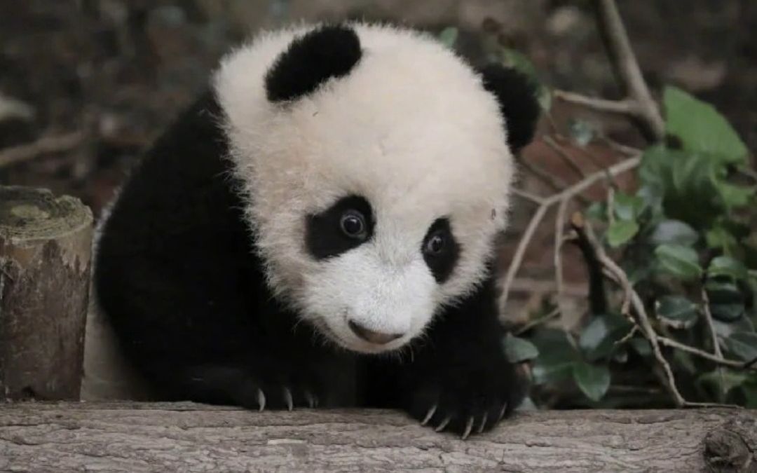大熊猫"宝新"因多器官功能衰竭离世