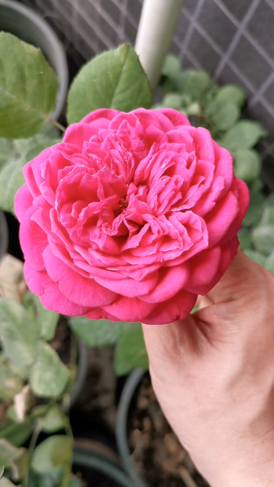 红宝石月季(非伊芙红宝石):大花,有香味