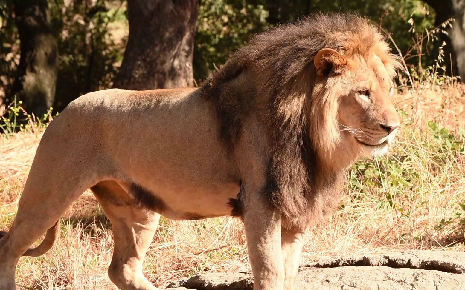 体型最大的雄狮图片
