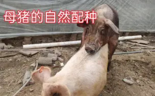 Tải video: 母猪发情了，把公猪和母猪赶到一起自然配种，提高配种率！