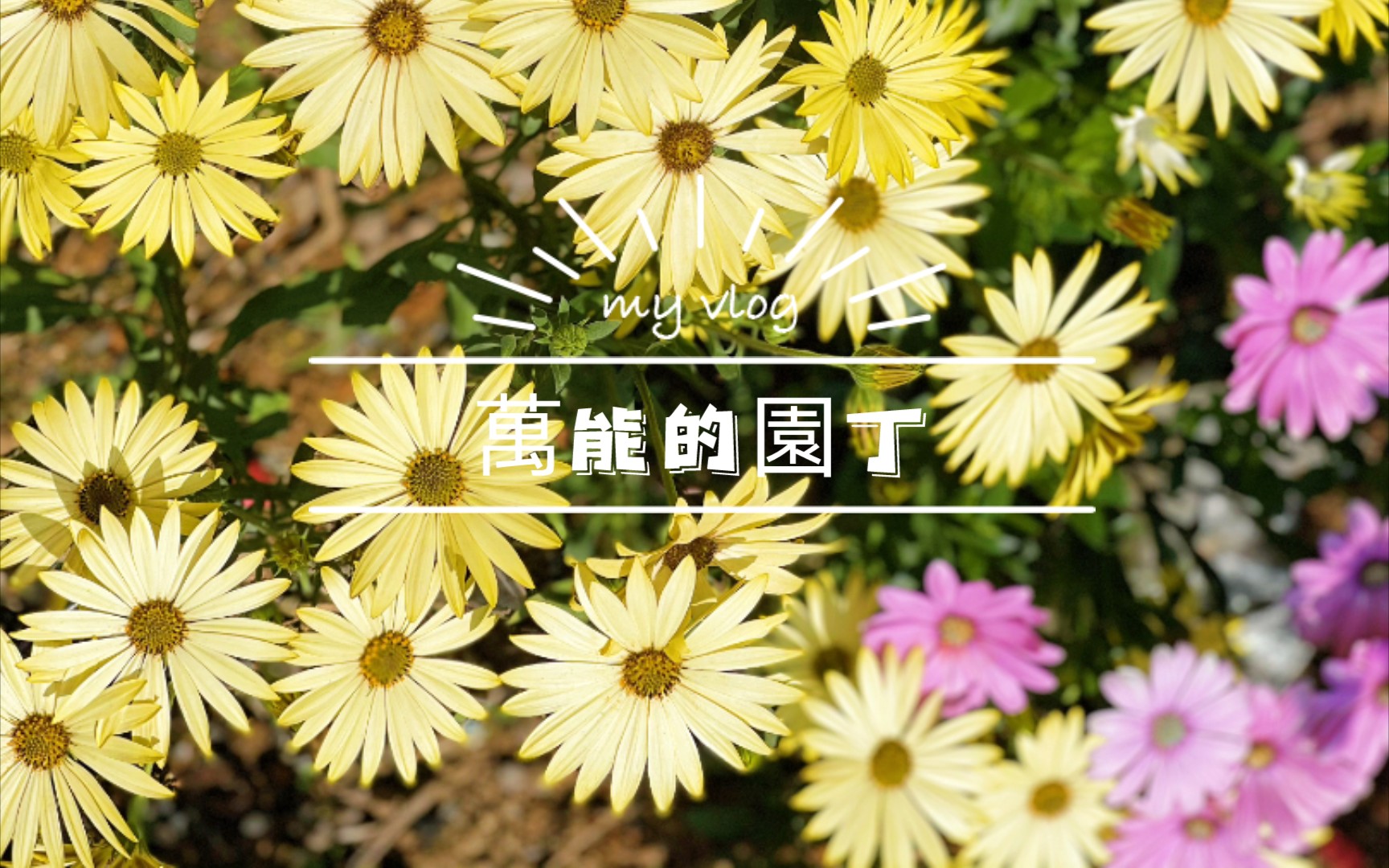 扦插蓝目菊(南非万寿菊)哔哩哔哩bilibili