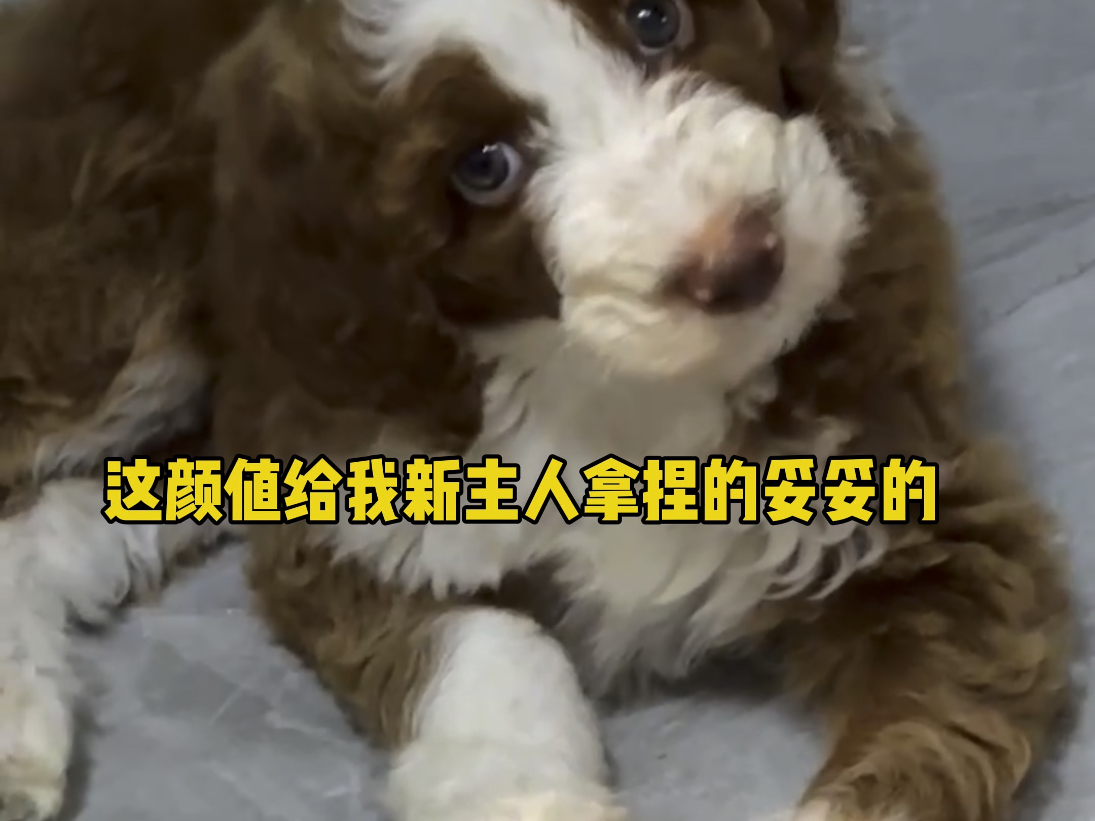 长成这颜值的巨贵犬谁不爱呀!哔哩哔哩bilibili