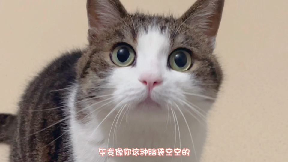 猫：我真的不傻！-大福不许动-大福不许动-哔哩哔哩视频