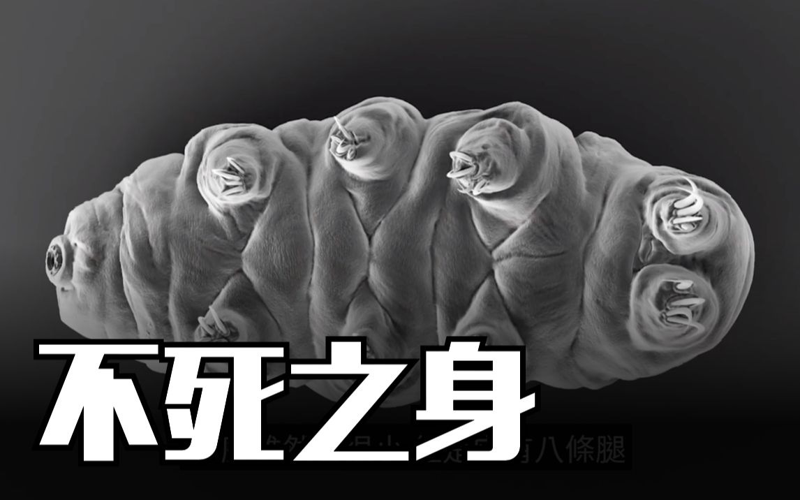 【震惊】不死之身,地表最强生物告诉我们人类通往永生的正确方向