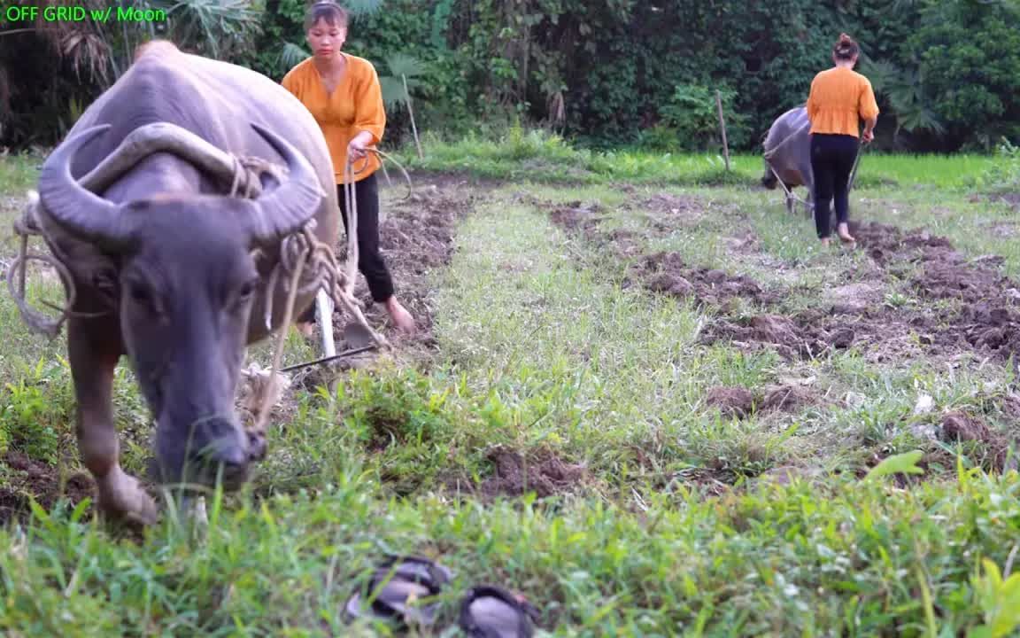 [图]记录美好农村生活 农耕时代来了 是不是很久没有看见牛耕地 这是要种什么呢