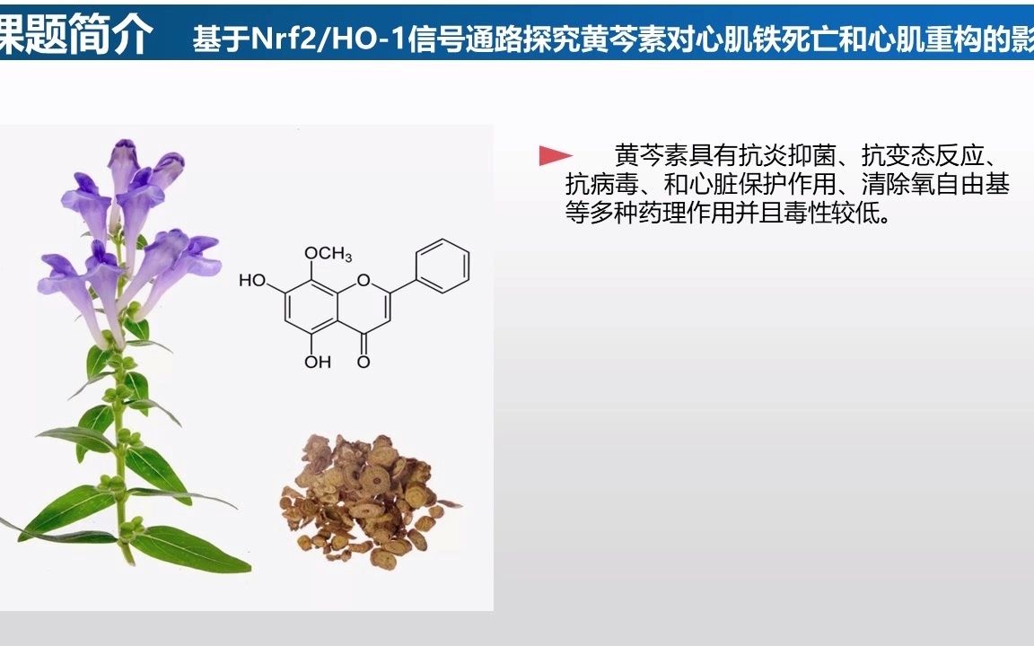 新研究 《基于Nrf2HO1信号通路探究黄芩素对心肌铁死亡和心肌重构的影响》 宋丽 宜春学院医学院哔哩哔哩bilibili