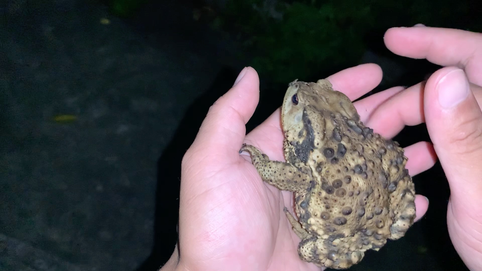 活动  抓一只超乖的癞疙宝来撸撸