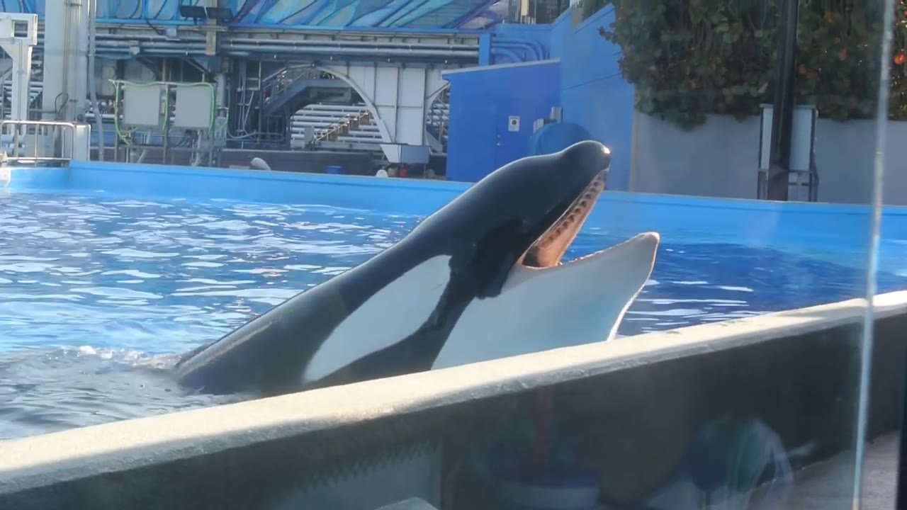 拒绝虎鲸野生动物表演悲伤的虎鲸tilikum