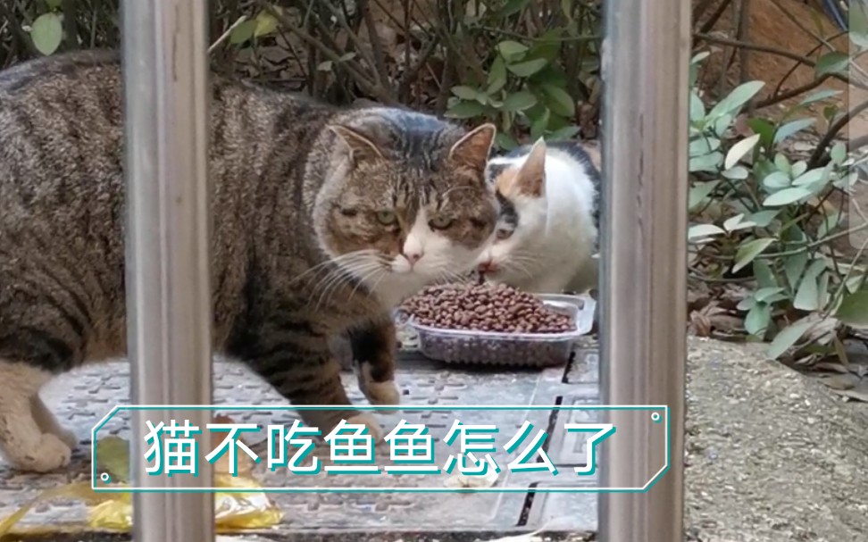 还有不吃鱼的猫………(丧丧猫笨死了)哔哩哔哩bilibili