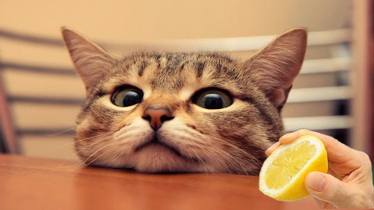 有趣的动物视频|可爱有趣的猫咪视频让你整天保持微笑