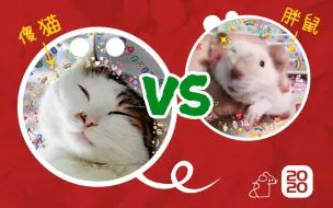 花枝鼠找猫保护自己 来对付狗子的骚扰 Via 哔哩哔哩 つロ干杯 Bilibili