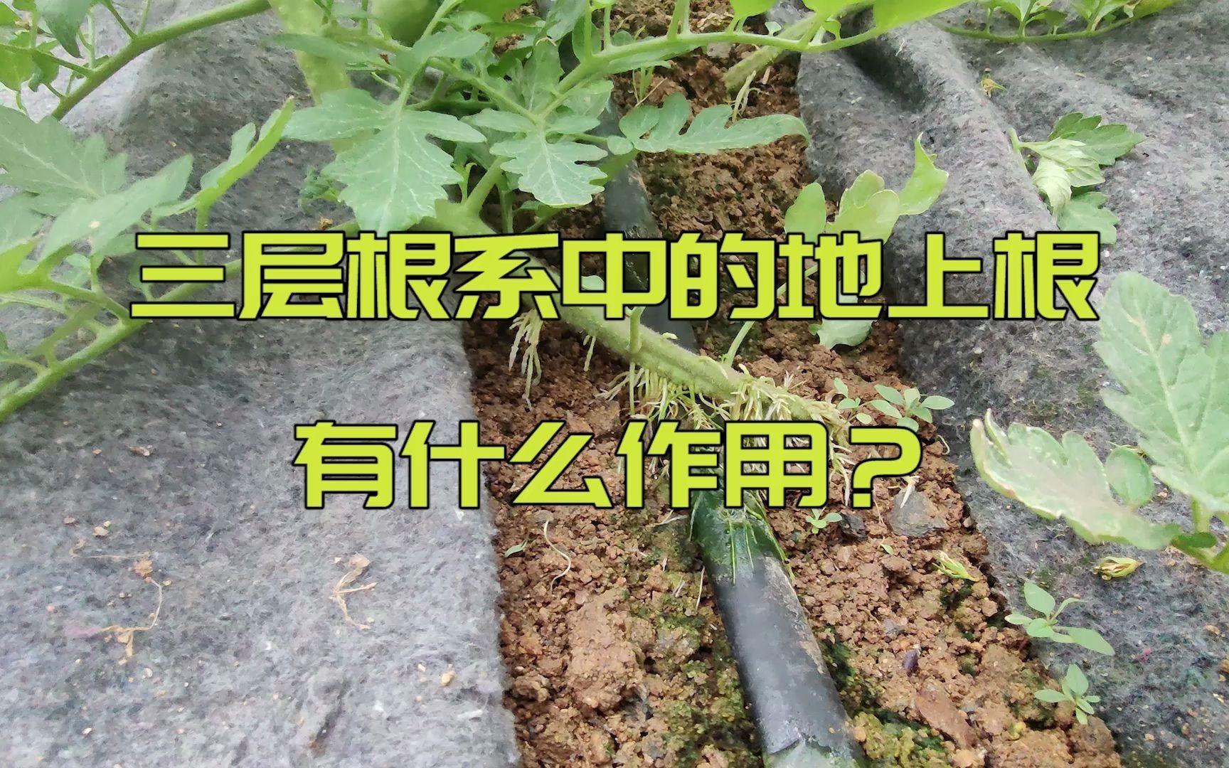 三层根系中的地上根有什么作用?哔哩哔哩bilibili