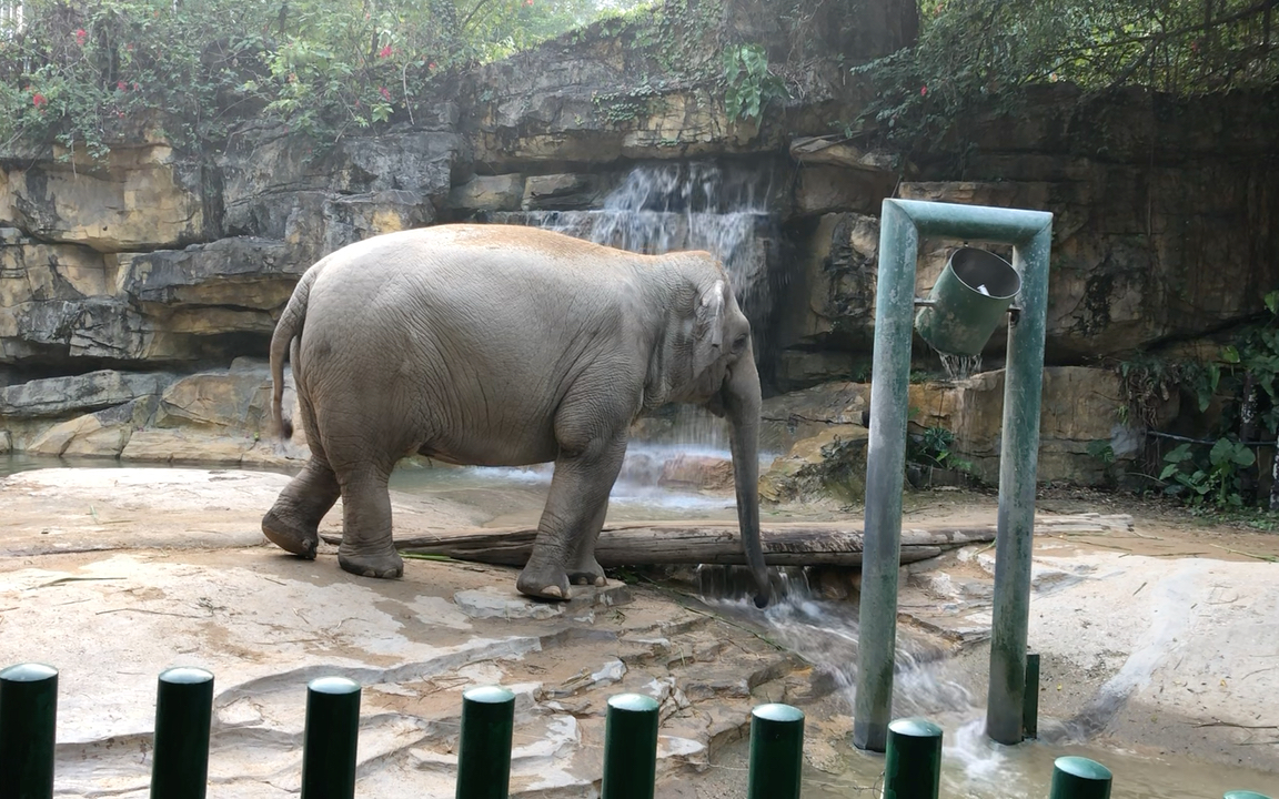 红山森林动物园大象图片