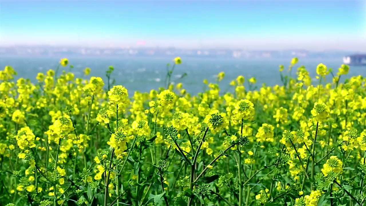 油菜花 风景 春暖花开 拥抱自然 最美的风景在路上 油菜花开季 油菜