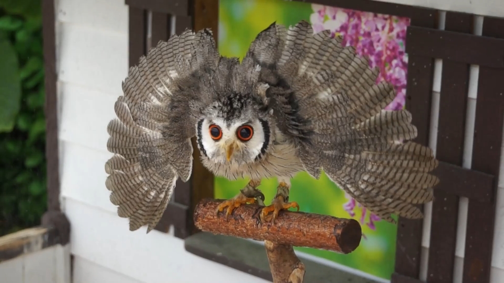 白脸角鸮波波水浴
