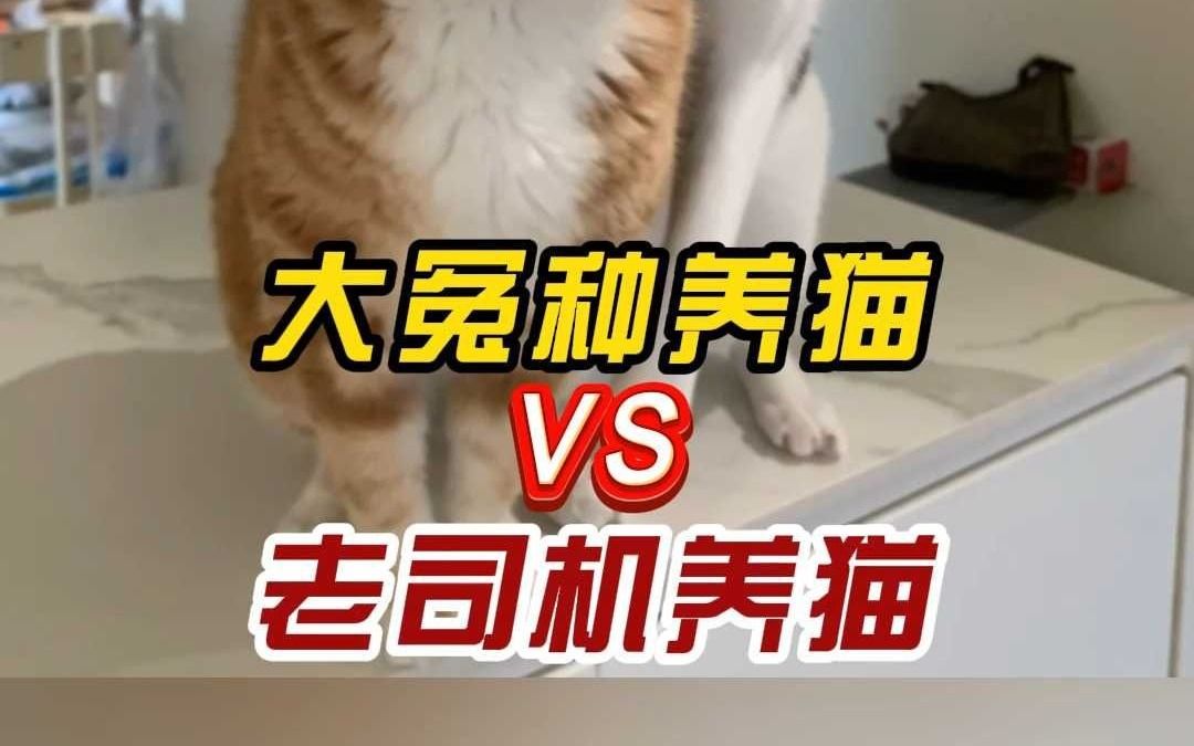 全程曝光大冤种养猫VS老司机养猫!哔哩哔哩bilibili