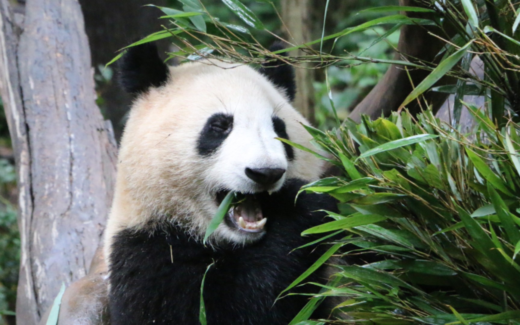 又看见和叶弟弟吃竹子了,真开心!【大熊猫和叶】_哔哩哔哩_bilibili