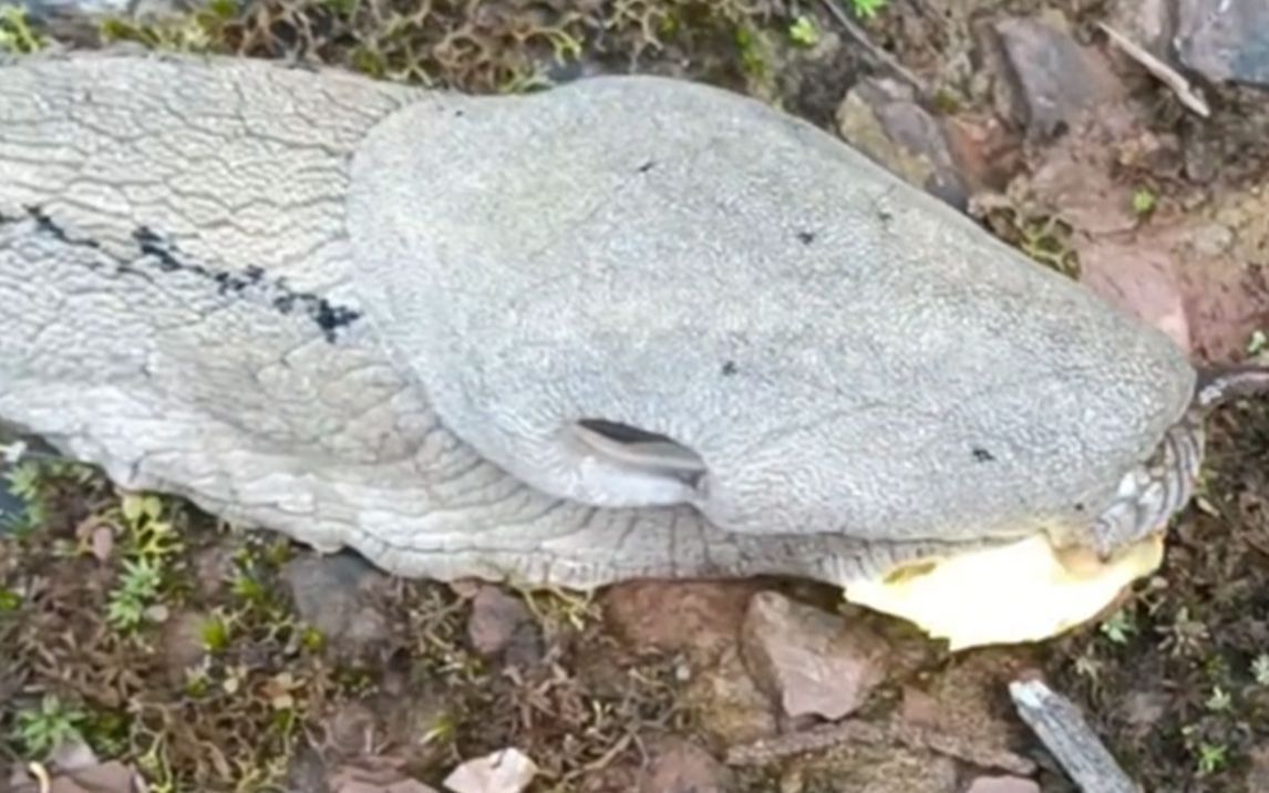 云南一男子上山捡菌子,偶然发现一只超大蛞蝓,网友:变异了?